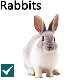 Pet Supplies2